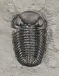 Prone Eldredgeops (Phacops) Trilobite - New York #54998-2